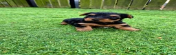 Yorkshire Terrier dogs for sale: 💙 Last Little Boy 💙 - Advert 3
