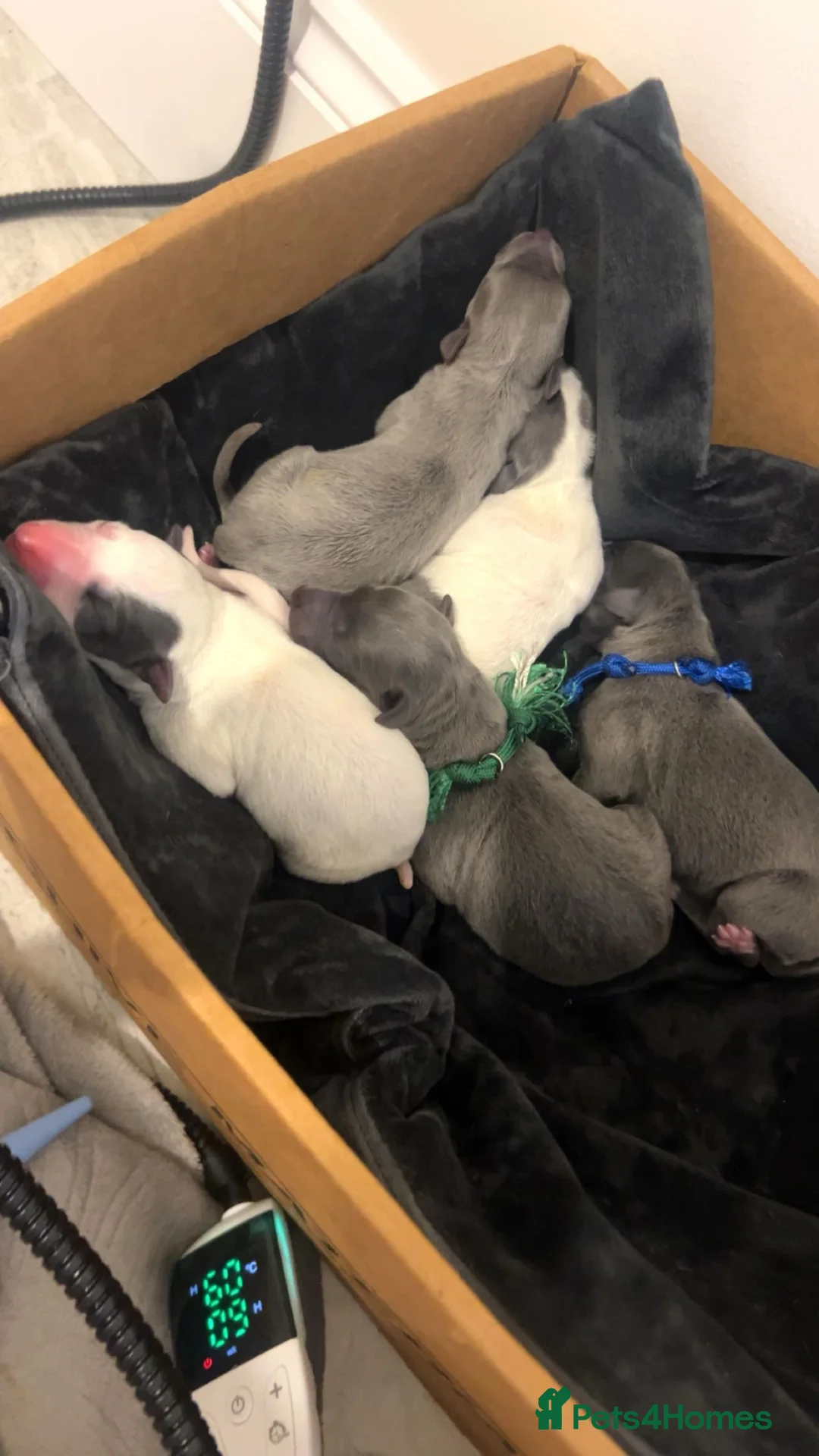 Whippet dogs for sale: Stunning kc whippet puppy’s  in Doncaster - Advert 6