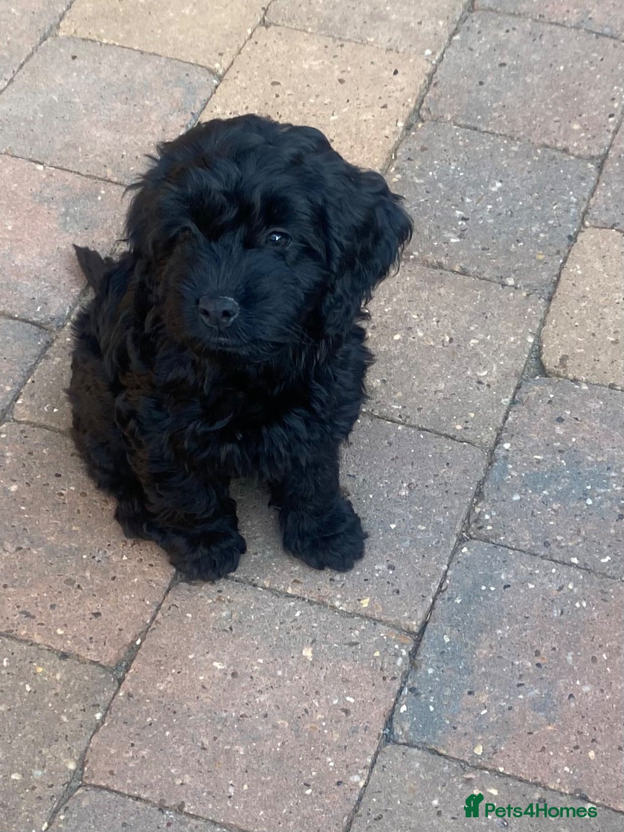 Cockapoo dogs Cockapoo puppies  - Advert 1