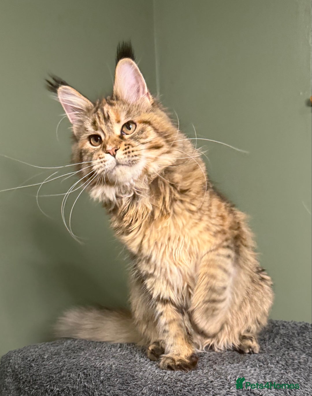 Maine Coon cats for sale: Stunning Maine Coon girl - Advert 1