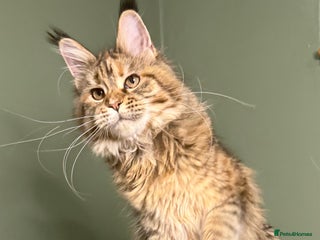 Maine Coon cats Stunning Maine Coon girl - Advert 3