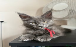Maine Coon cats for sale: Luxury Polydactyl Maine Coon kittens  - Image 5