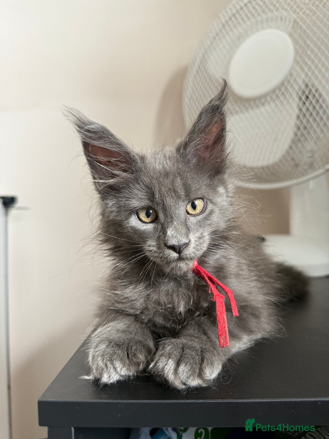 Maine Coon cats for sale: Luxury Polydactyl Maine Coon kittens  - Image 5