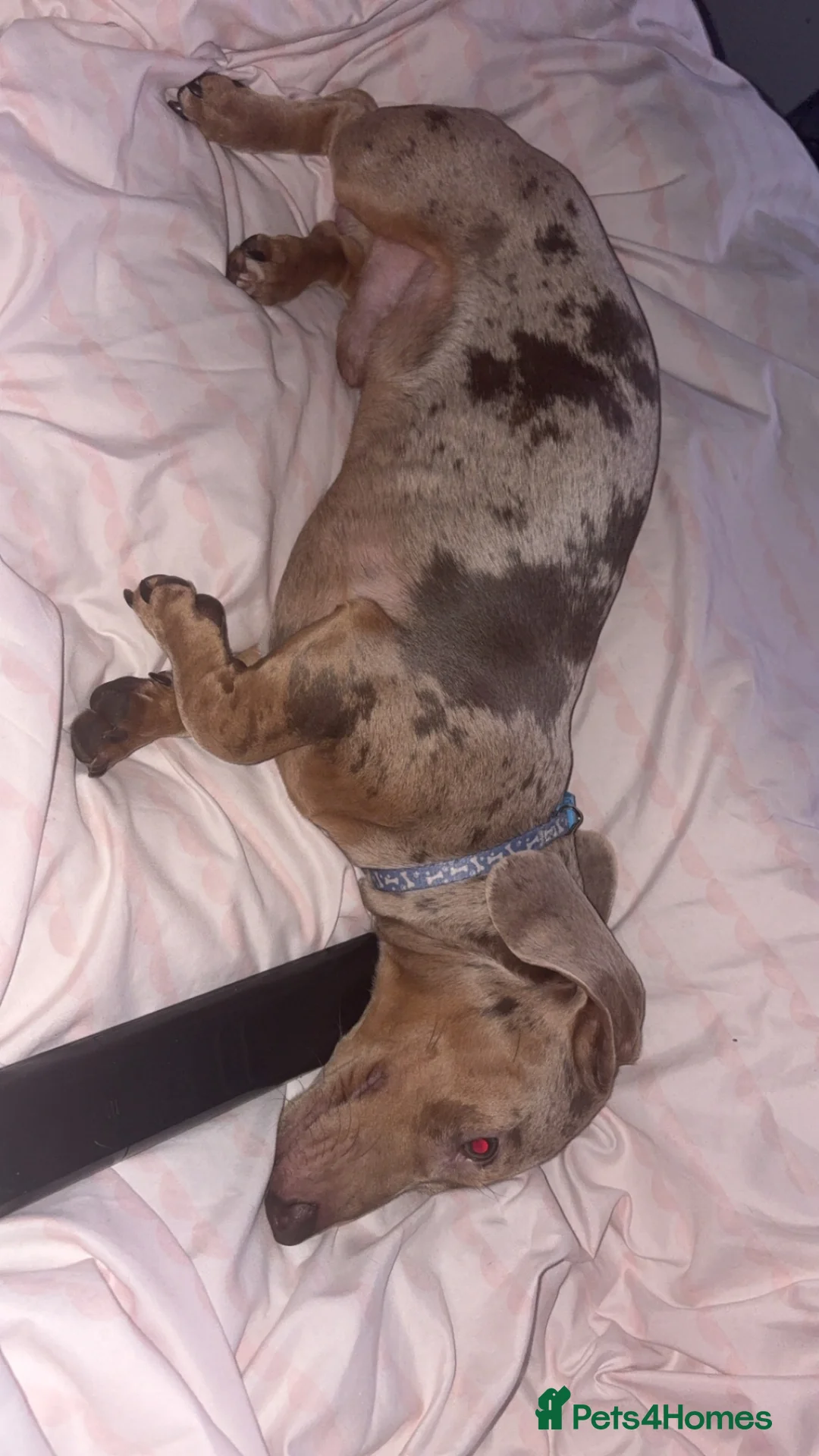 Miniature Dachshund dogs for stud: Isabella dapple for stud  - Advert 2