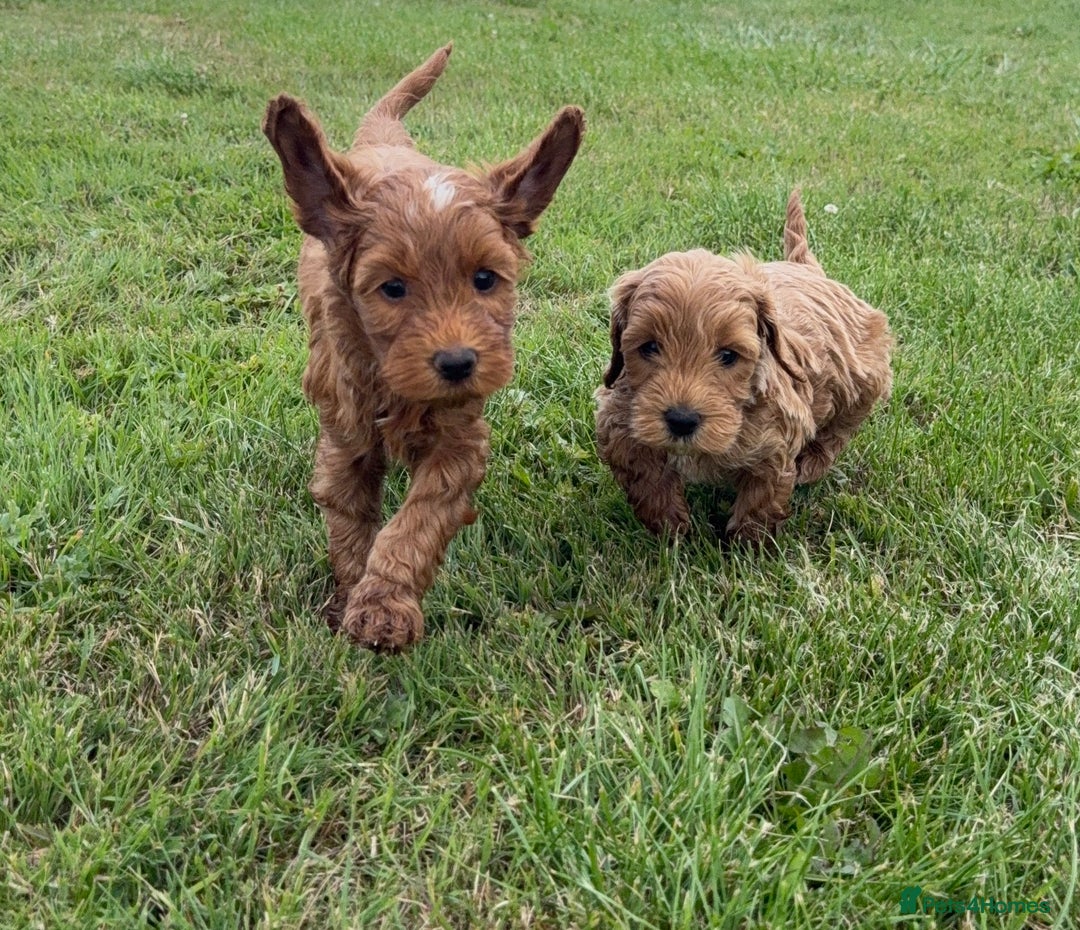 Cockapoo dogs for sale: Adorable F1B cockapoo puppies - Image 5