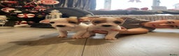 Jack Russell dogs for sale: READY NOW! OutstandingJack Russell puppies - Advert 16