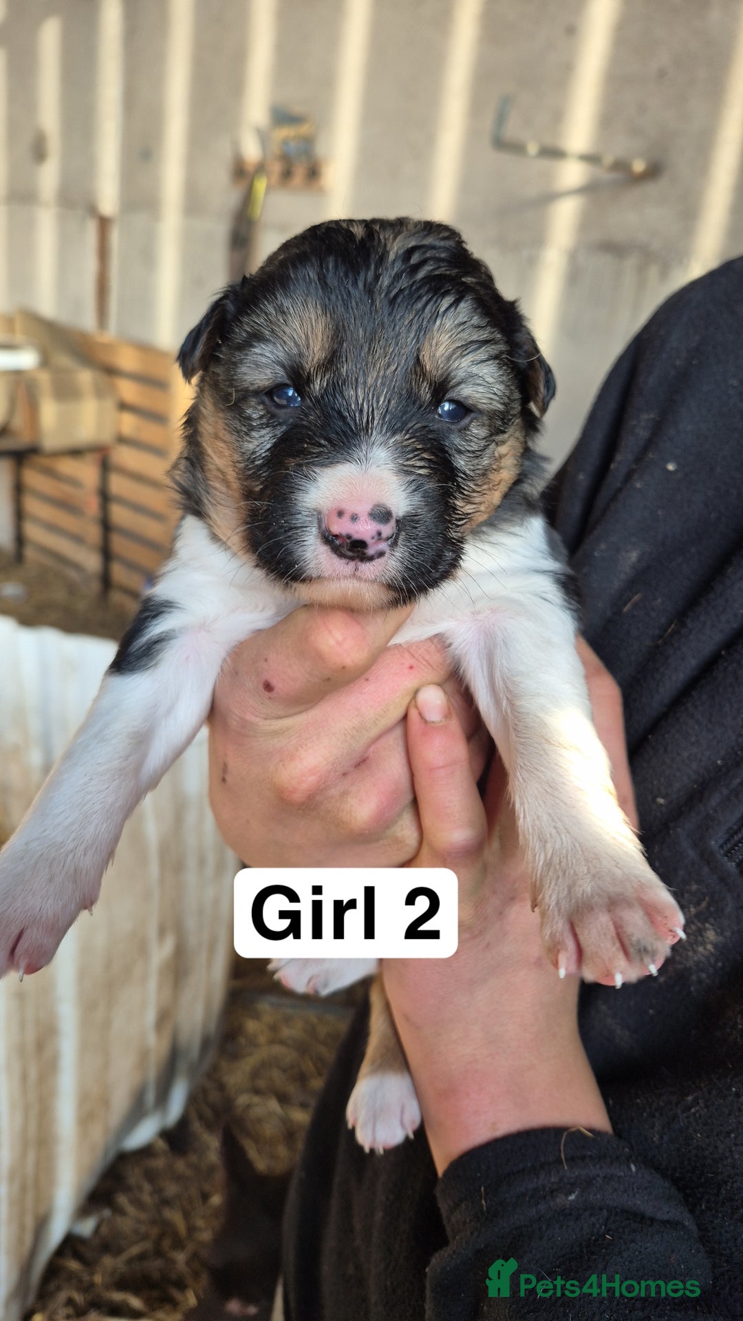 Border Collie dogs for sale: Border Collie Pups - Advert 4