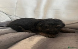 German Shepherd dogs for sale: £1000 - Image 5