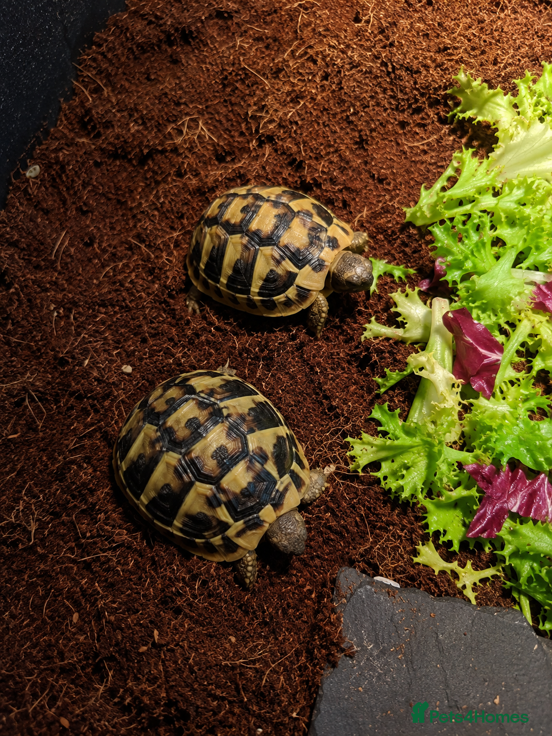Hermann Tortoise reptiles for sale: BABY HERMANNS TORTOISE & SET UPS - Advert 3