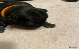 French Bulldog dogs for sale: 7 beautiful male French bull dog pups - Image 19