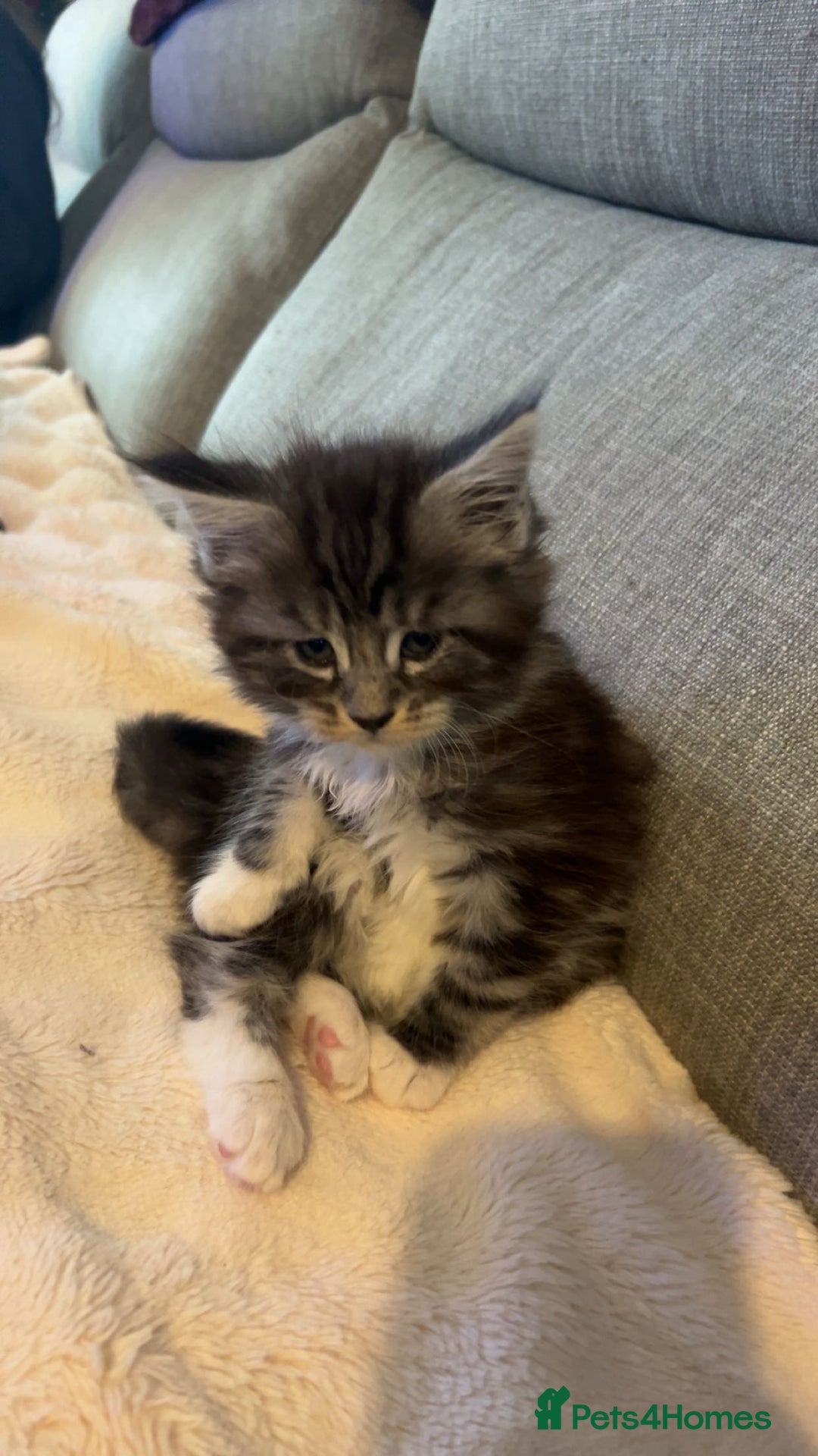 Maine Coon cats for sale: 2 boys and 1 girl  - Advert 8