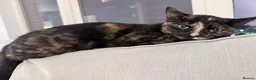 Mixed Breed cats for sale: Two cats for sale  - Advert 1