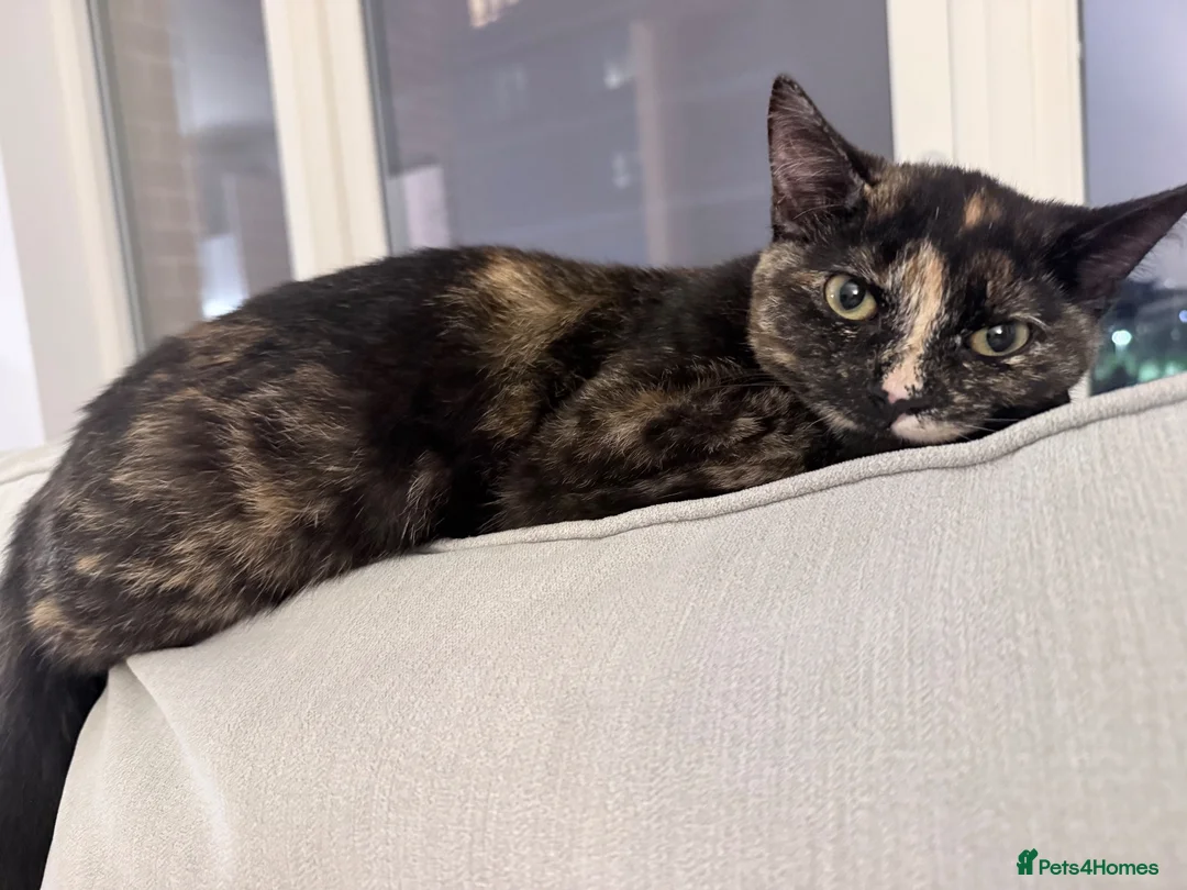 Mixed Breed cats for sale: Two cats for sale  - Advert 1