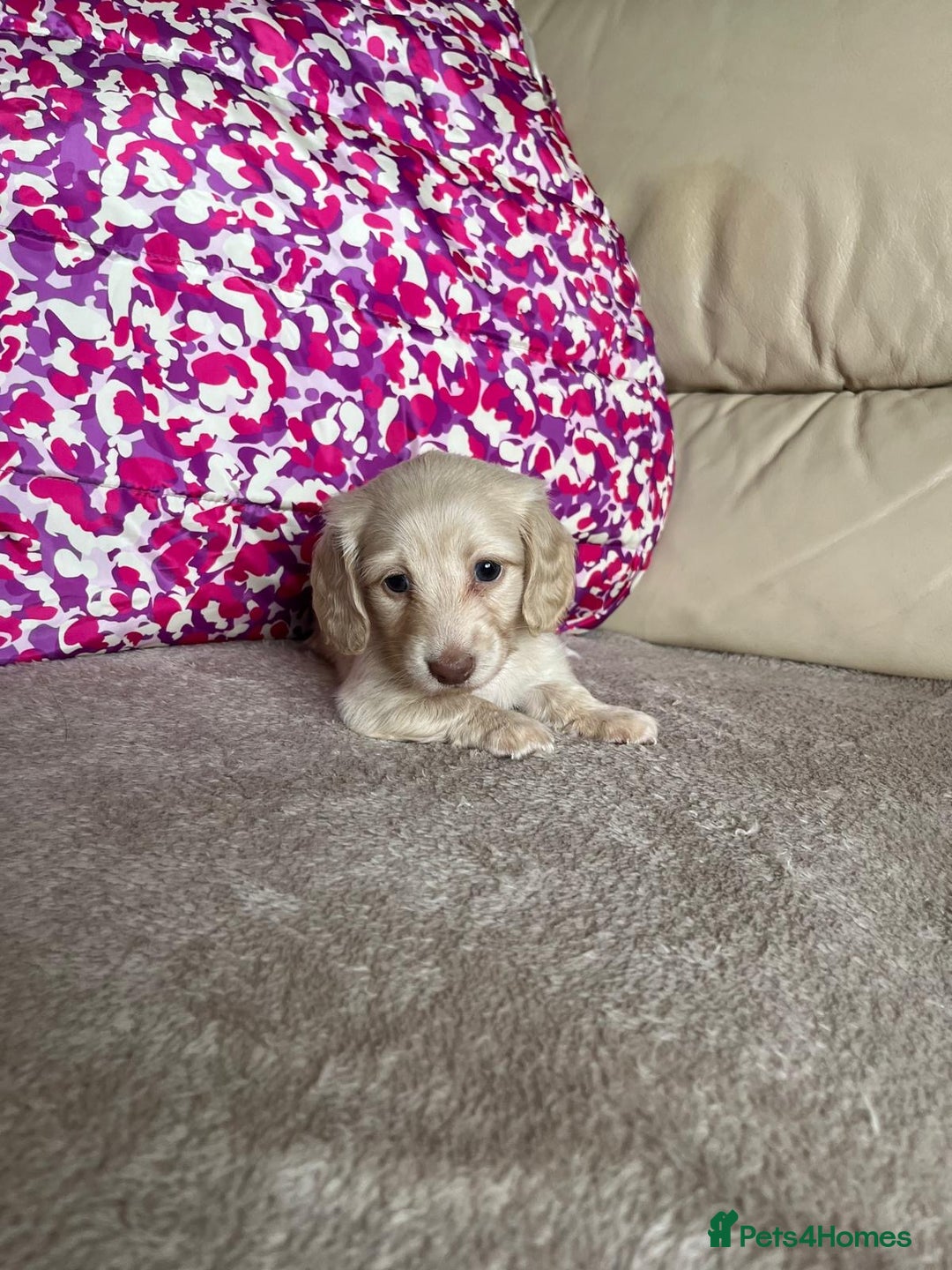 Miniature Dachshund dogs for sale: Miniature dachshunds  - Image 5
