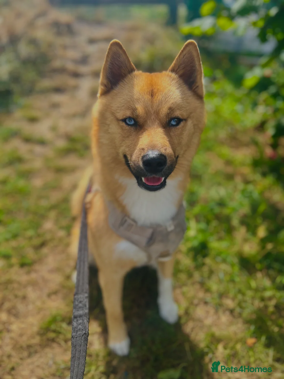 Mixed Breed dogs for stud: Pomsky for Stud - Advert 1