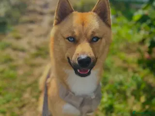 Mixed Breed dogs Pomsky for Stud - Advert 1