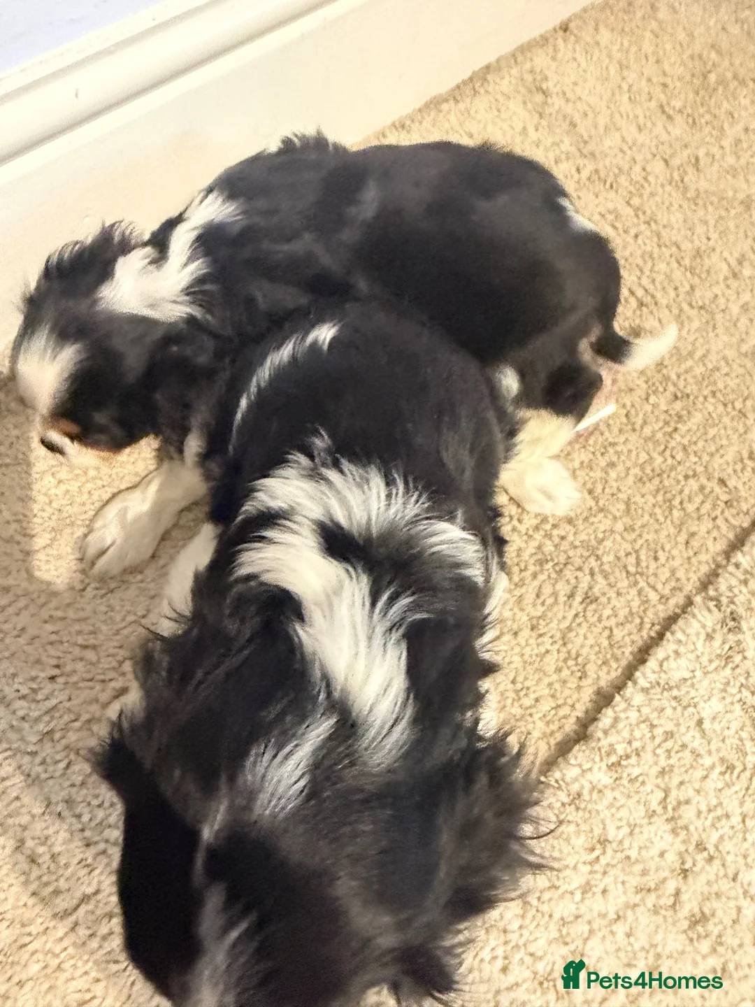 Cavalier King Charles Spaniel dogs for sale: Cavalier Puls  in Sutton-in-Ashfield - Advert 2