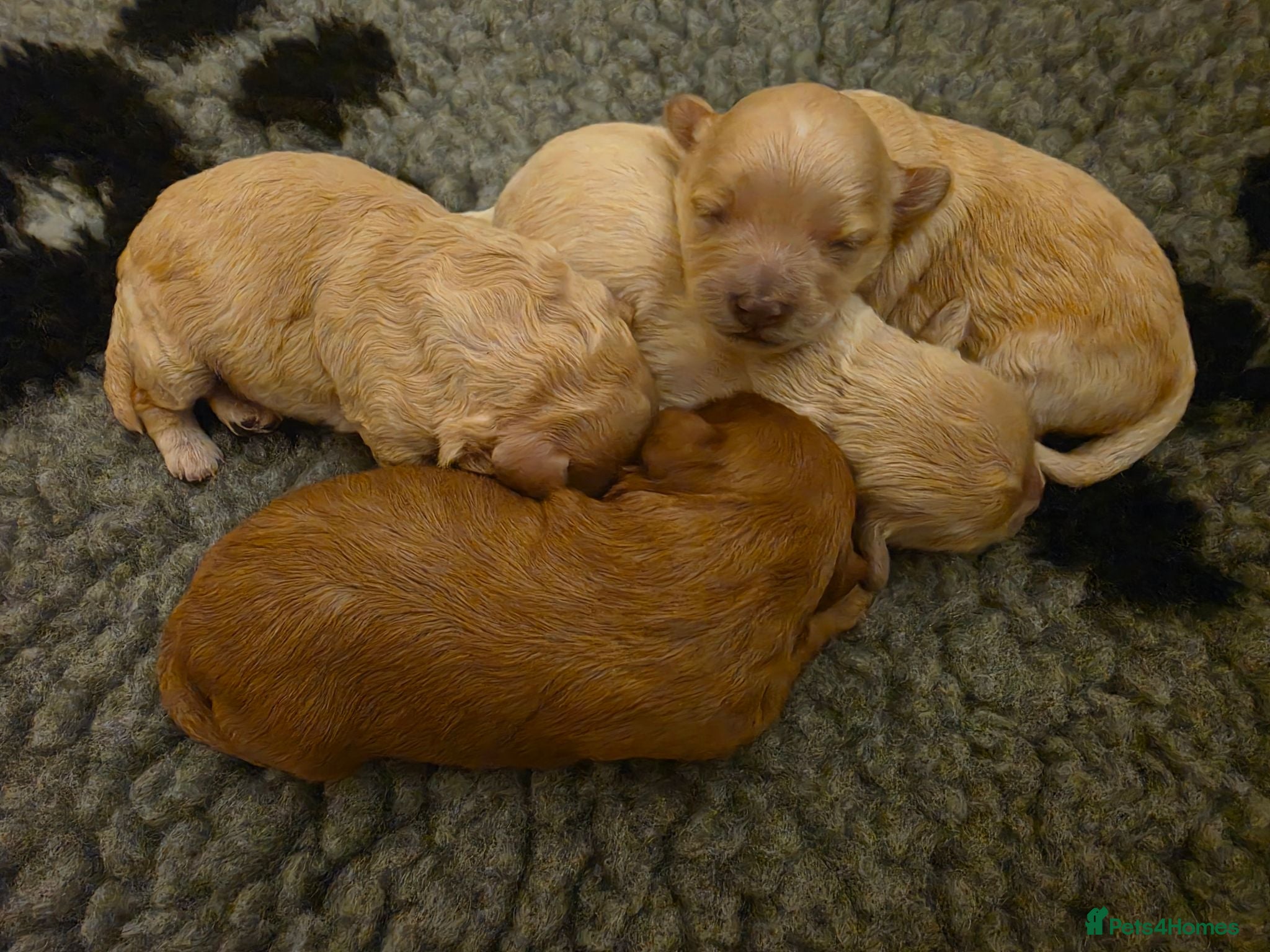 Maltipoo dogs Maltipoo Puppies - Advert 7