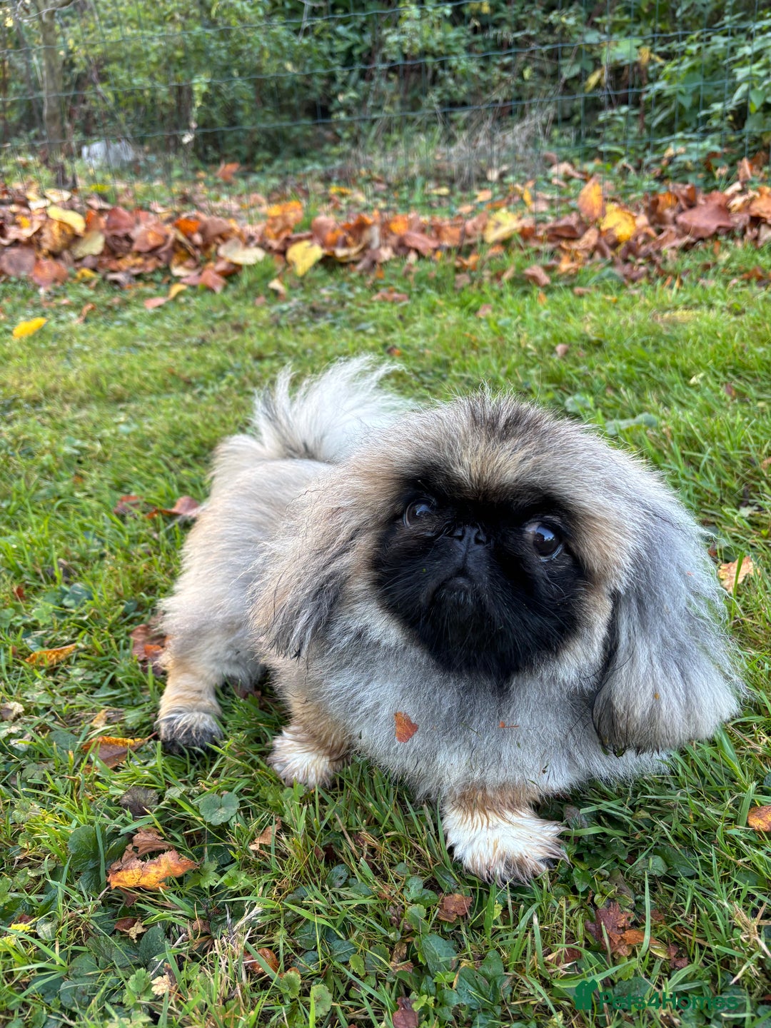 Pekingese dogs for sale: 1yr old beautiful Pekingese for sale - Advert 1