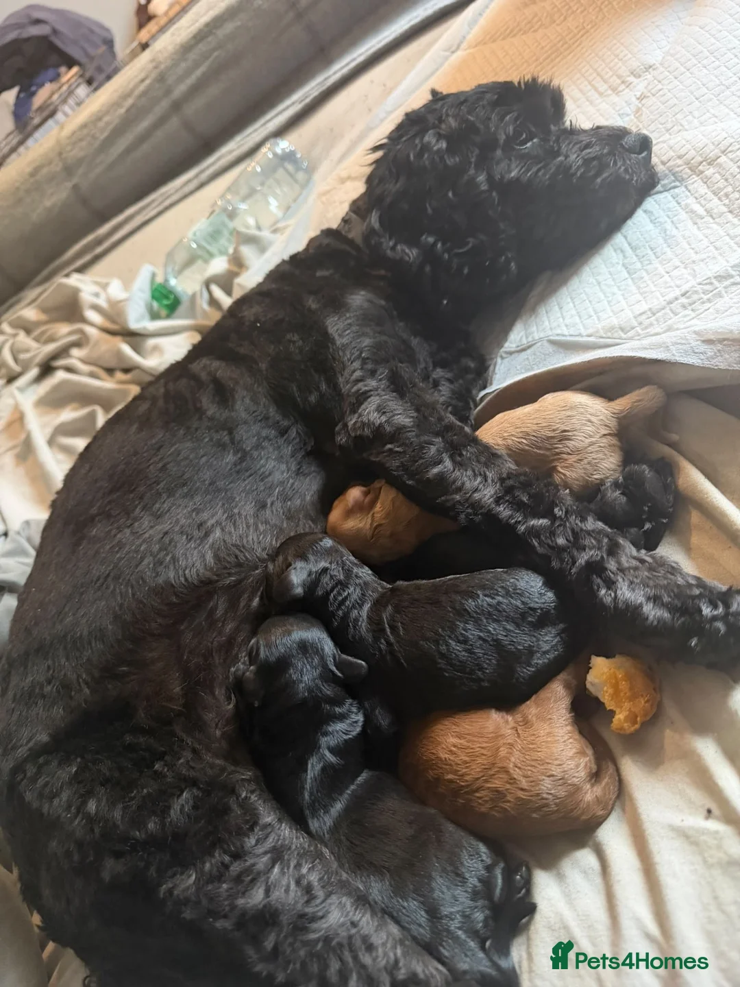 Cockapoo dogs for sale: Puppy  - Advert 1