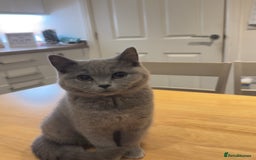 British Shorthair cats for sale: Gorgeous British Shorthair Kittens Chunky, Loving  - Image 13