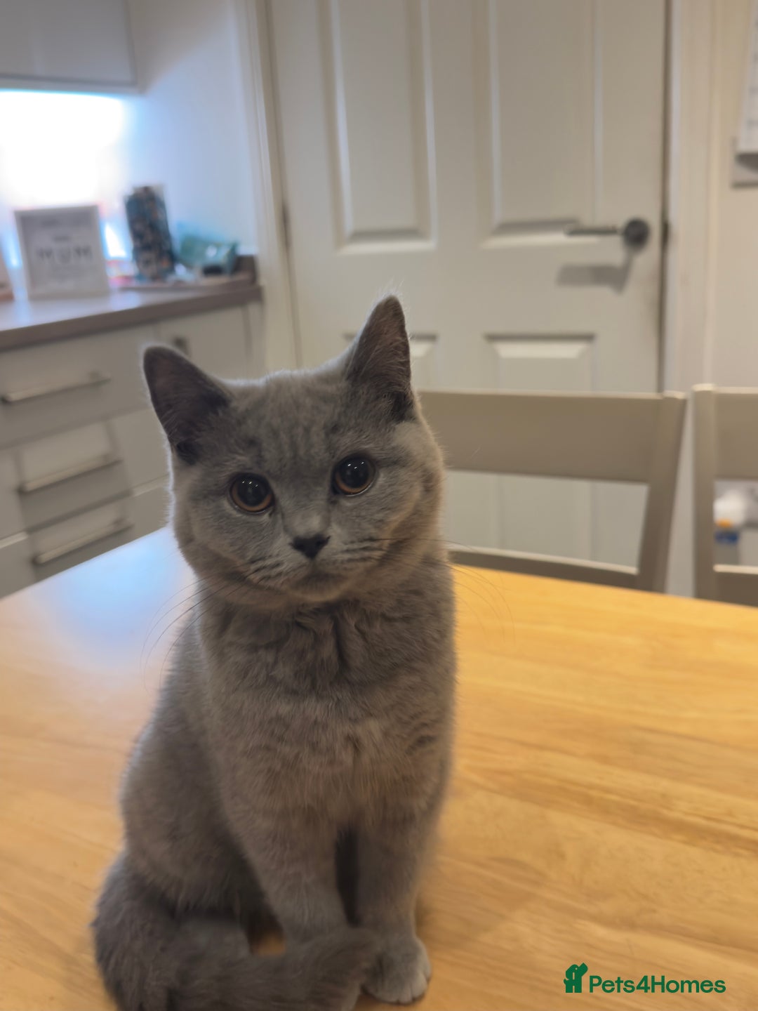 British Shorthair cats for sale: Gorgeous British Shorthair Kittens Chunky, Loving  - Image 13