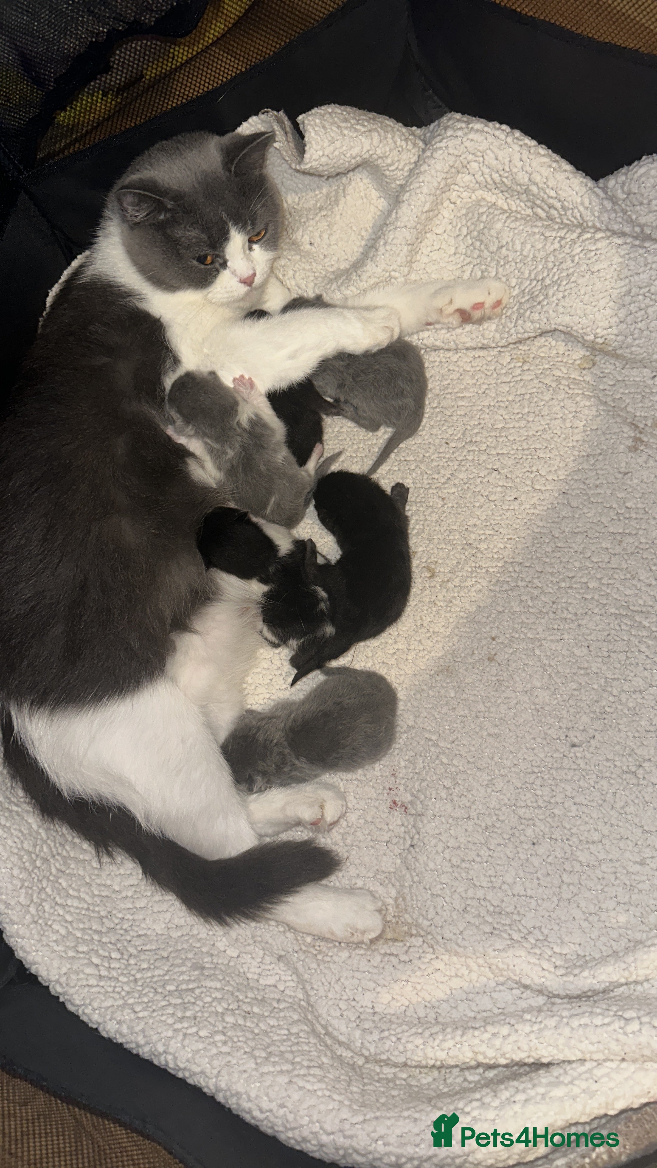 Mixed Breed cats My new lovely babies 😻looking for new home❤️ - Advert 2