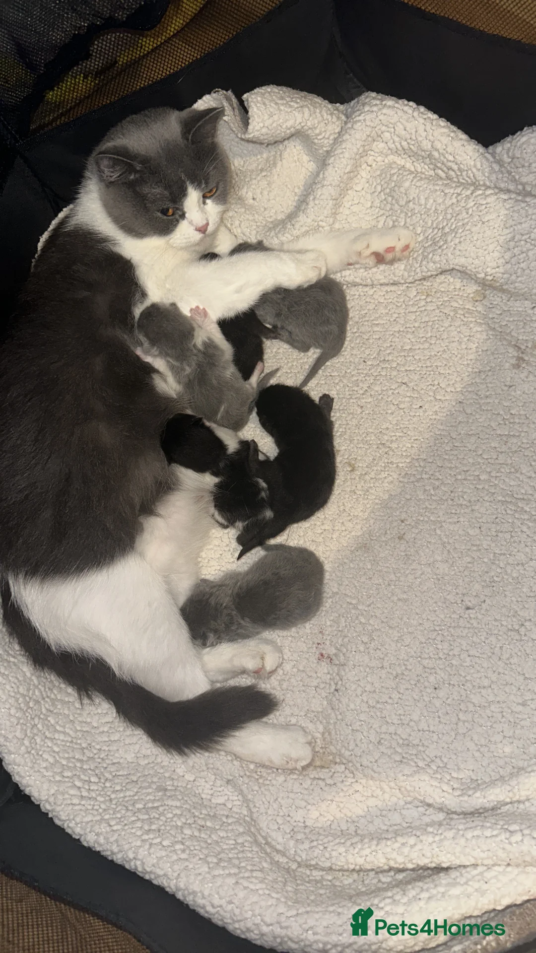 Mixed Breed cats for sale: My new lovely babies 😻looking for new home❤️ - Advert 1