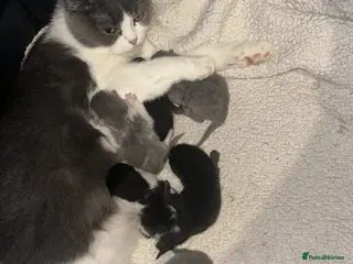 Mixed Breed cats My new lovely babies 😻looking for new home❤️ - Advert 14