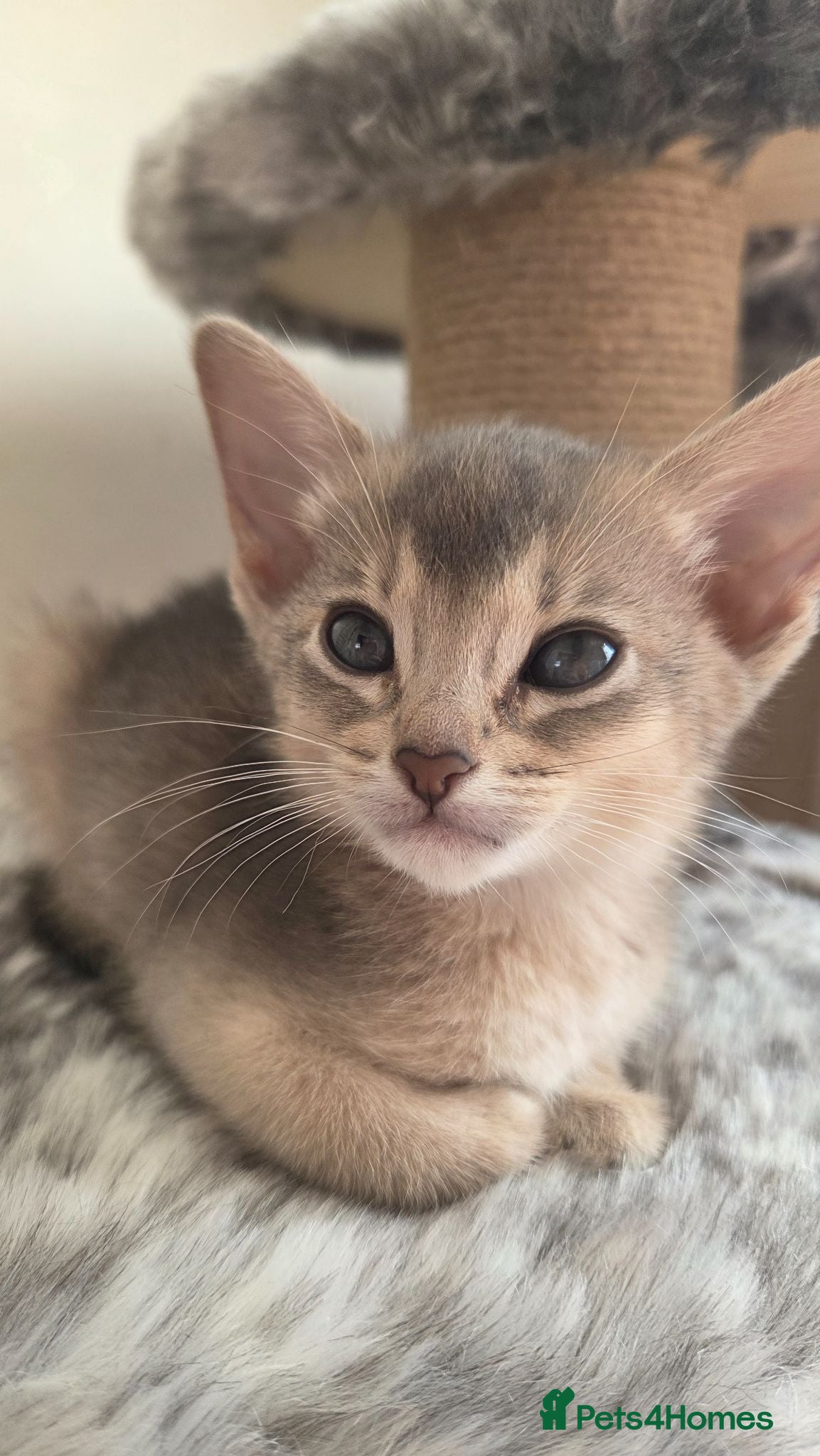 Abyssinian cats 2 Adorable Abyssinian kittens - TICA registered❤️ - Advert 2