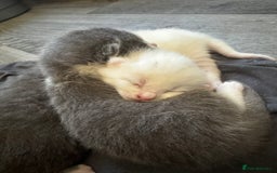 Domestic Shorthair cats for sale: One white female kitten. - Image 6