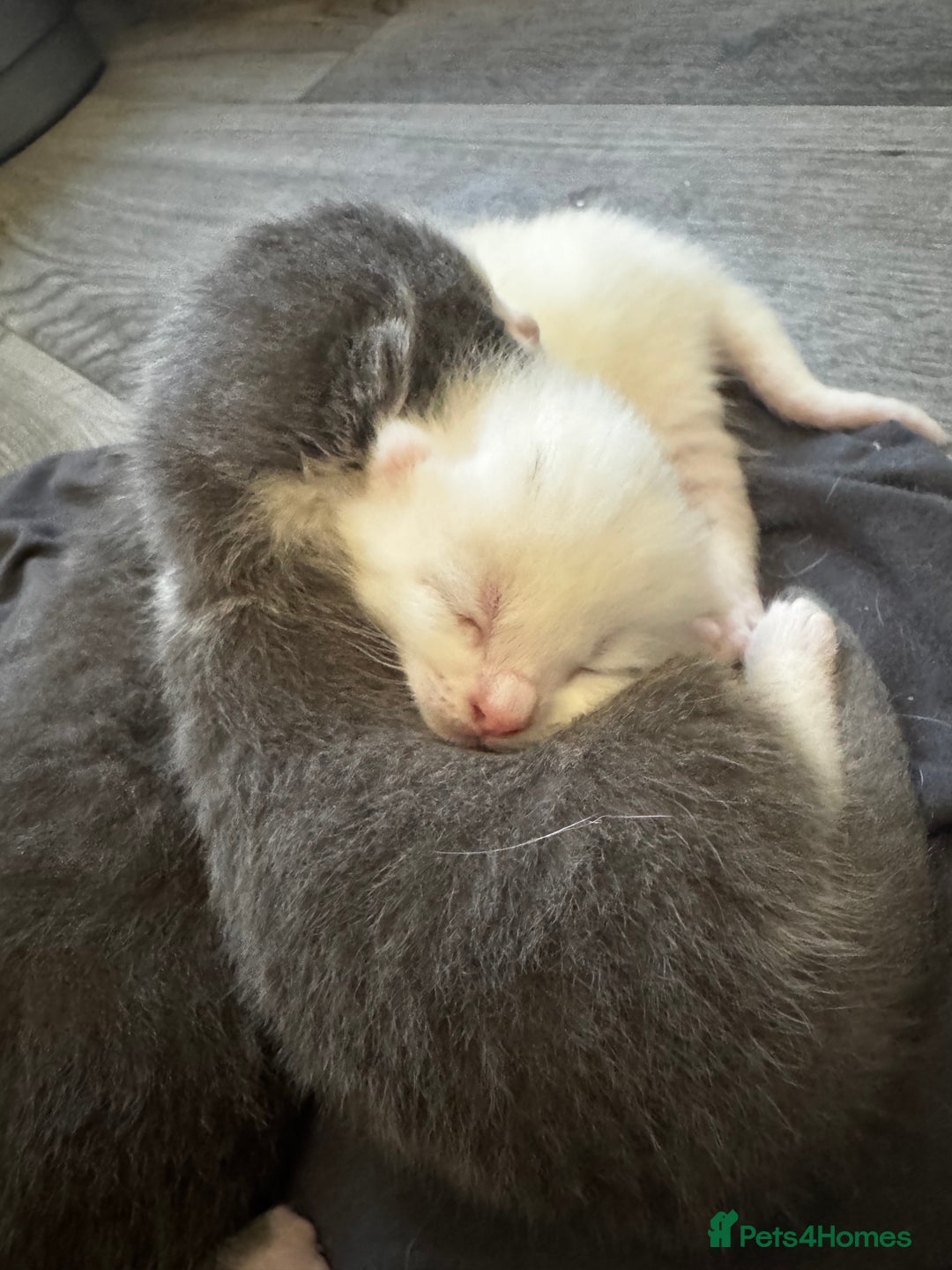 Domestic Shorthair cats for sale: One white female kitten. - Image 6