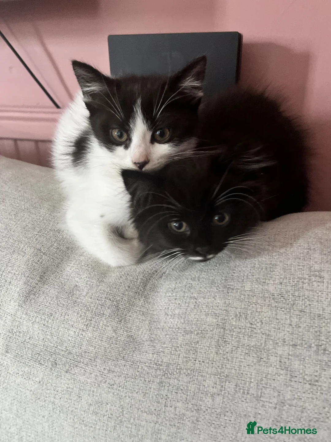 Mixed Breed cats for sale: Kittens ready for their new home - Advert 2