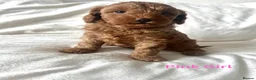 Cavapoo dogs for sale: REDUCED PRICE 😊 READY NOW 😊🐶 3 Cavapoo puppies  - Advert 22