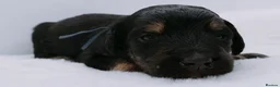 Bernedoodle dogs for sale: Miniature bernadoodles Extensively health tested! - Advert 35