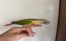 Conures birds for sale: Hand Reared Tame baby conures  - Image 22