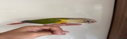 Conures birds for sale: Hand Reared Tame baby conures  - Advert 22