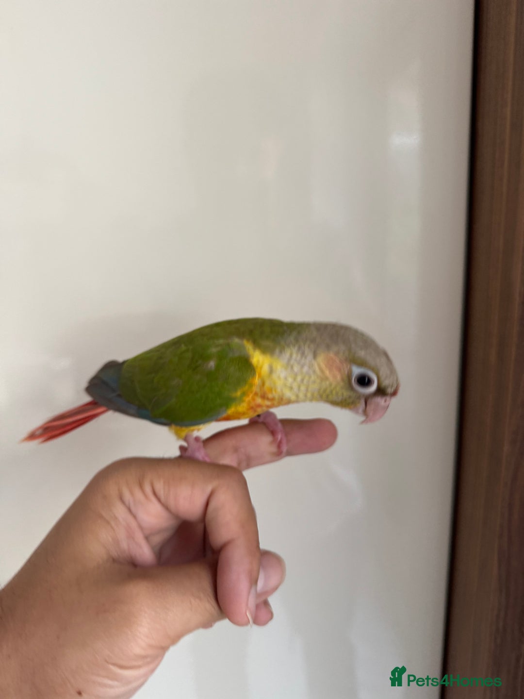 Conures birds for sale: Hand Reared Tame baby conures  - Image 22