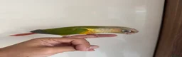 Conures birds for sale: Hand Reared Tame baby conures  - Advert 22