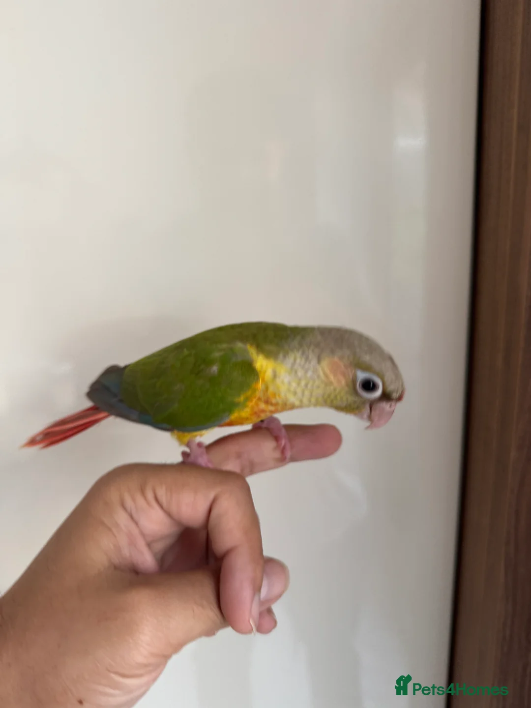 Conures birds for sale: Hand Reared Tame baby conures  - Advert 22
