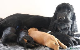 Cocker Spaniel dogs for sale: Kc registered show cocker spaniels  - Image 6