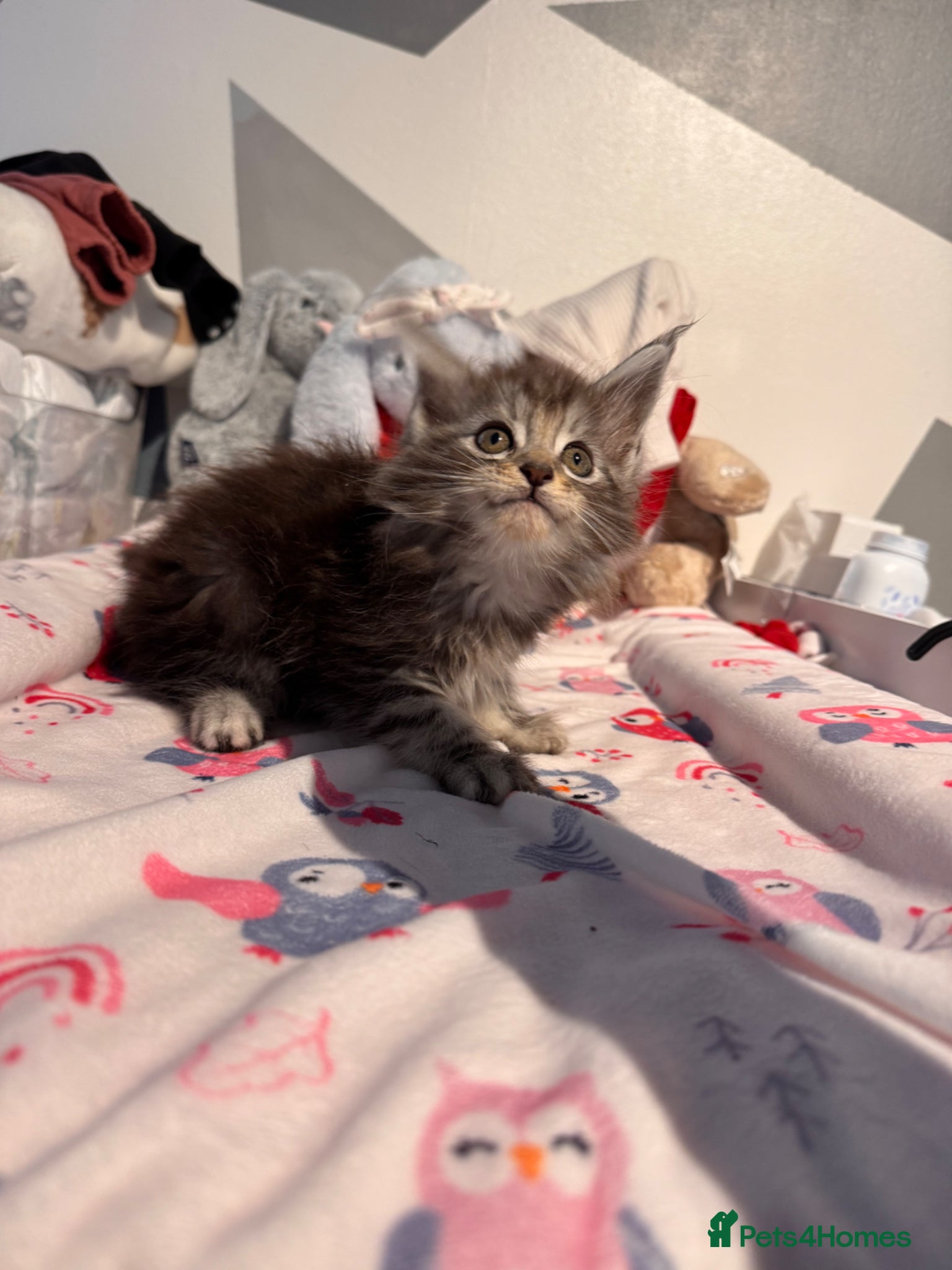 Maine Coon cats for sale: 4 full Maine Coon for sale  - Advert 11