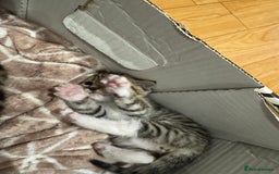 Bengal cats for sale: Two Bengal breeds - Image 2