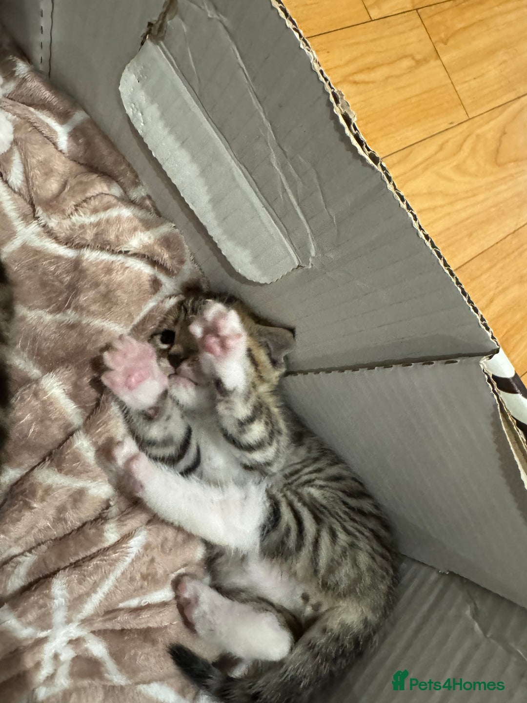 Bengal cats for sale: Two Bengal breeds - Image 2