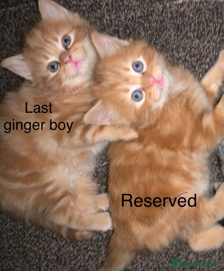 Turkish Angora cats 6 x Turkish Angora kittens - 2 left! - Advert 2