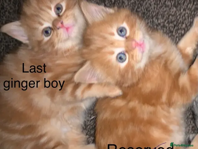 Turkish Angora cats 6 x Turkish Angora kittens - only 1 left! - Advert 2