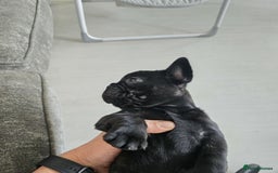 Frug dogs for sale: ✨French Bulldog Puppies Looking for Loving Homes✨  - Advert 5