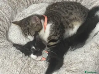 Mixed Breed cats Bonded pair of rescue kittens ready for home - Advert 1