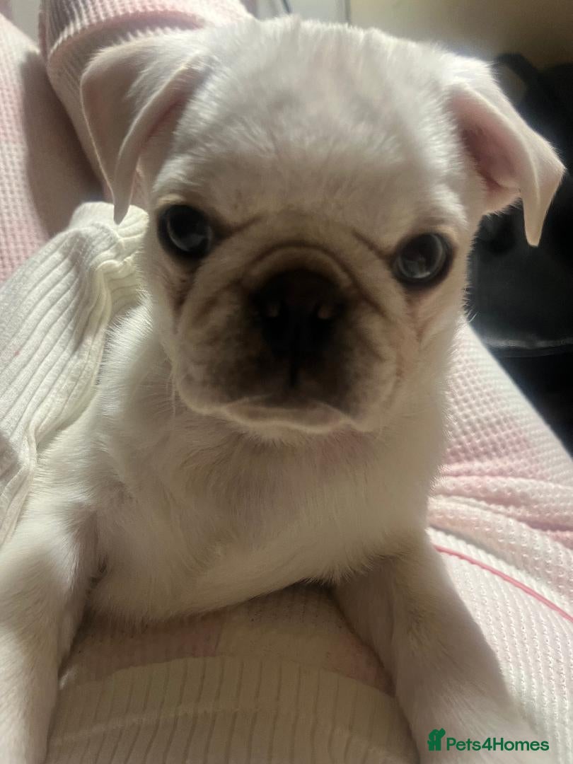 Pug dogs White pug puppy - Advert 13