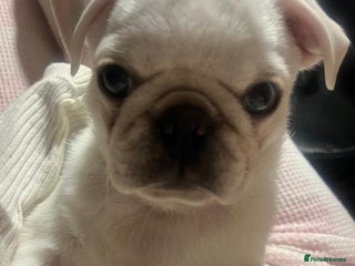 Pug dogs White pug puppy - Advert 13